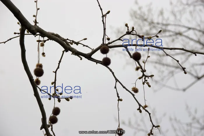 : London Plane : London Plane