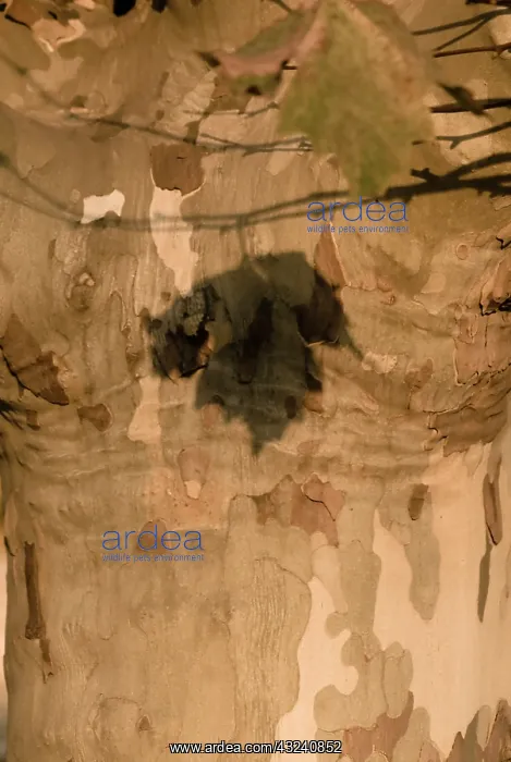 : London Plane : London Plane