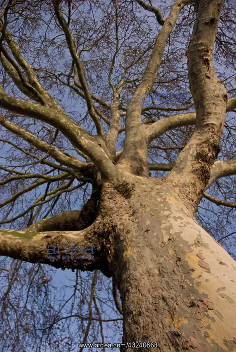 : London Plane : London Plane