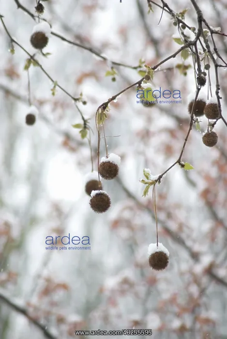 : London Plane : London Plane