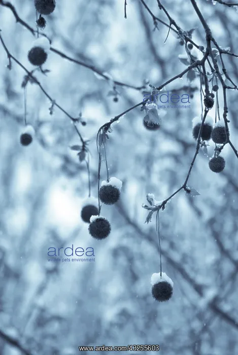 : London Plane : London Plane