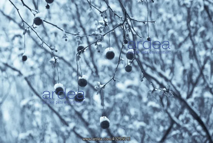 : London Plane : London Plane