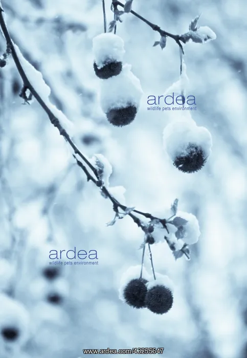 : London Plane : London Plane