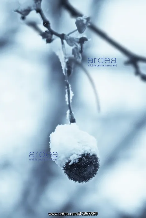 : London Plane : London Plane