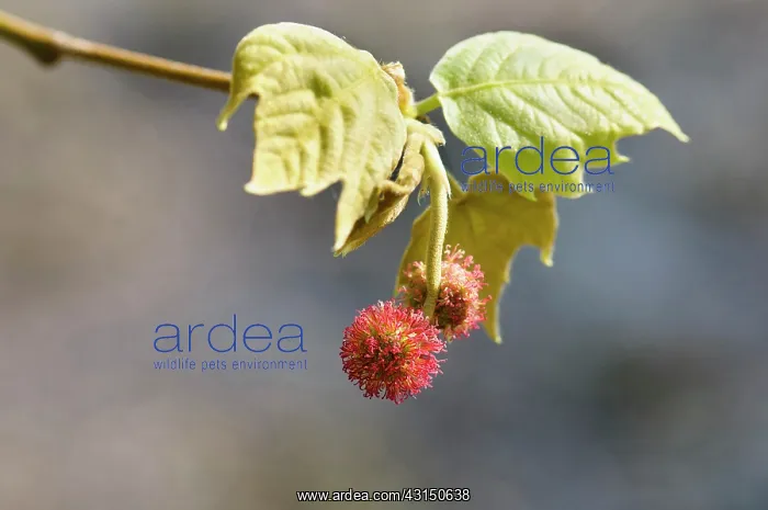 : London plane, Platanus hispanica, Red spiky fruit growing on : London plane, Platanus hispanica, Red spiky fruit growing on