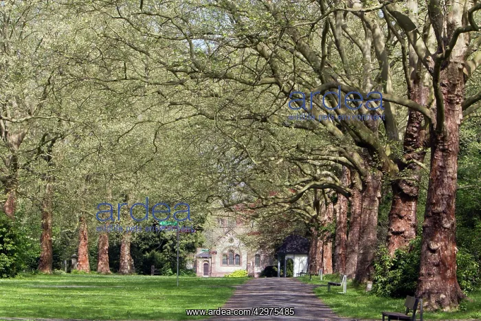  : London Plane Tree - allee in cemetery