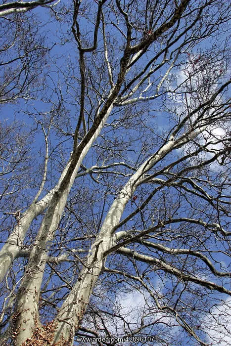 : London Plane Tree - in winter : London Plane Tree - in winter