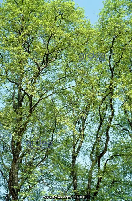  : London Plane Trees - spring