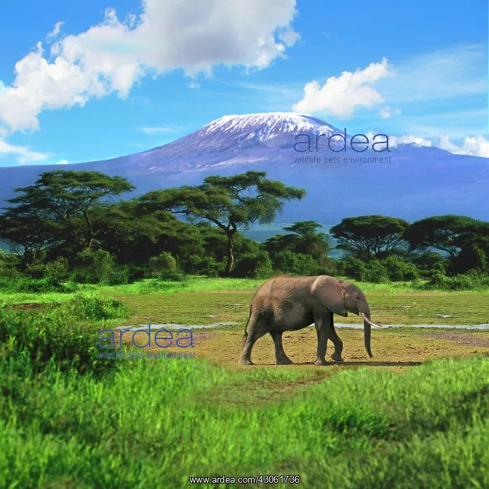 : A lone African elephant (Loxodonta africana) : A lone African elephant (Loxodonta africana)