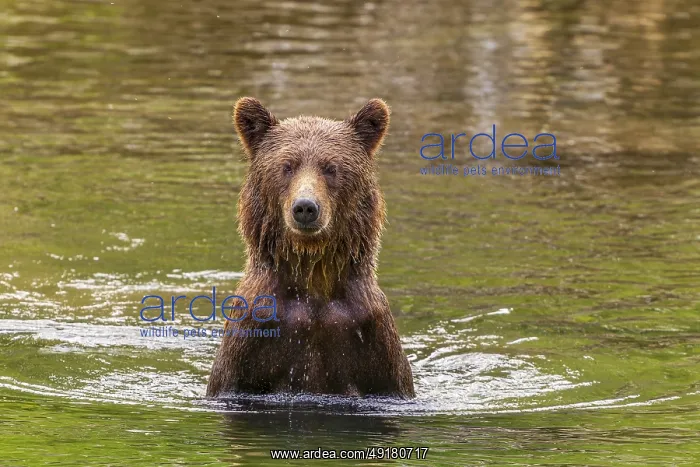 : A lone brown bear standing in a calm river amidst a forest setting : A lone brown bear standing in a calm river amidst a forest setting