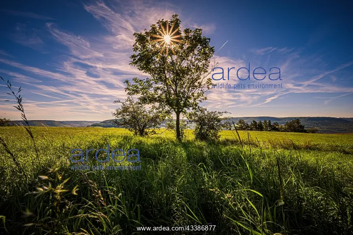 : Lone deciduous tree in a field with sunstar, Jena, T : Lone deciduous tree in a field with sunstar, Jena, T