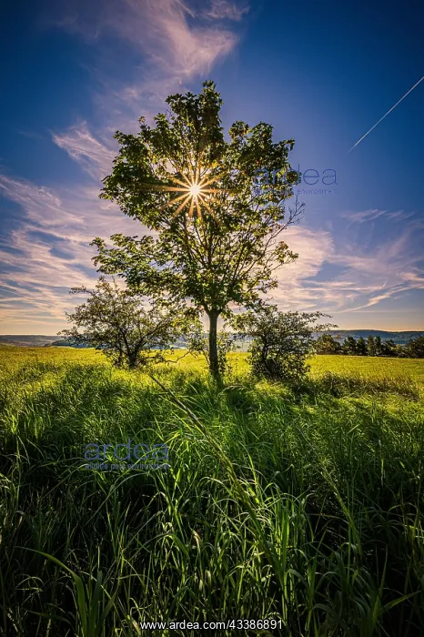 : Lone deciduous tree in a field with sunstar, Jena, T : Lone deciduous tree in a field with sunstar, Jena, T