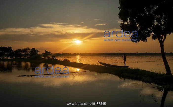 : A lone fisherman on a lake at sunset with vibrant colors-Dhaka : A lone fisherman on a lake at sunset with vibrant colors-Dhaka