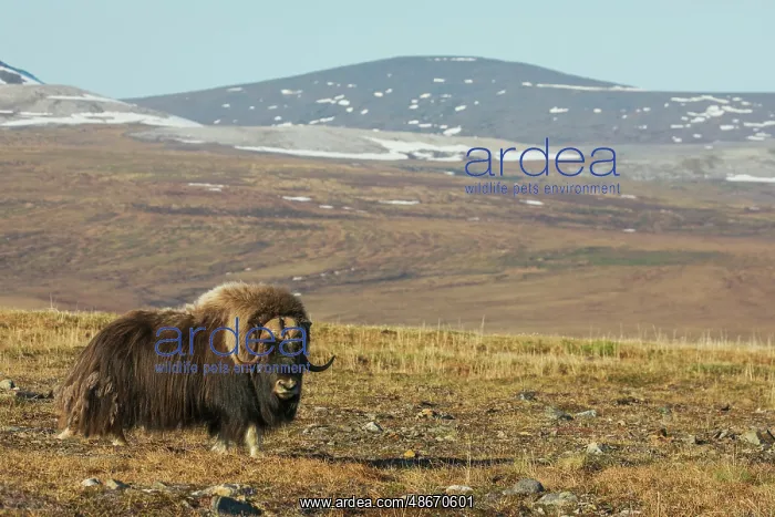 : Lone musk ox bull on the arctic tundra of the Seward : Lone musk ox bull on the arctic tundra of the Seward