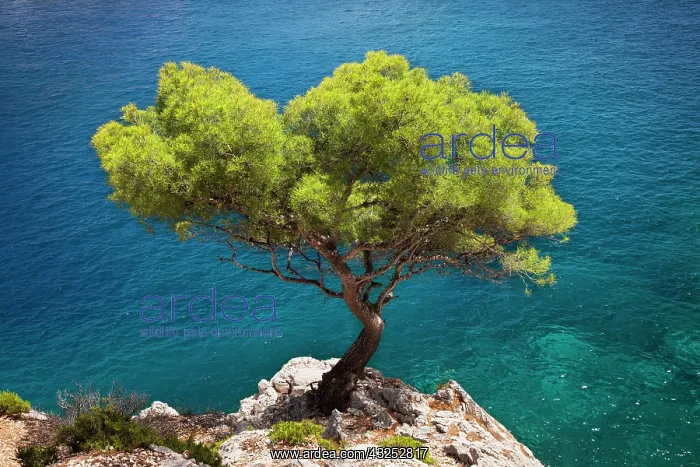 : Lone pine tree growing out of solid rock : Lone pine tree growing out of solid rock