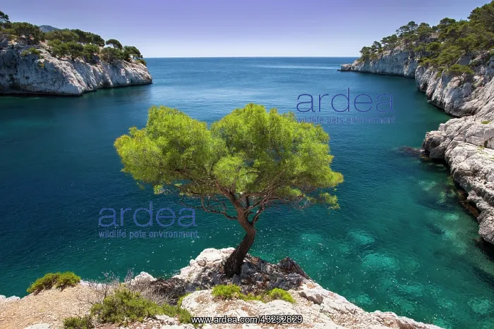 : Lone pine tree growing out of solid rock : Lone pine tree growing out of solid rock