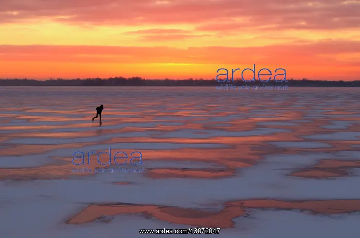 : Lone skater skates on a frozen lake at sunset : Lone skater skates on a frozen lake at sunset