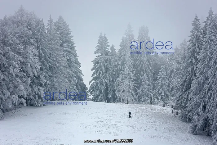: Lone skier in snowy landscape with snow-covered : Lone skier in snowy landscape with snow-covered
