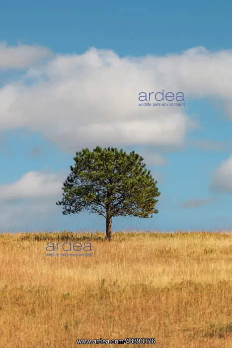  : Lone tree, autumn, fall