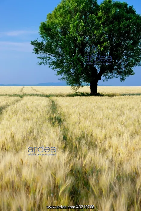 : Lone tree in field of barley near Valensole : Lone tree in field of barley near Valensole