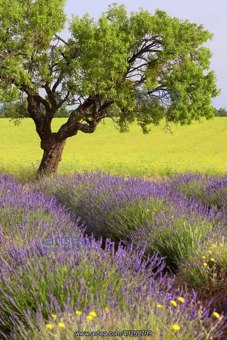 : Lone tree in middle of lavender and mustard : Lone tree in middle of lavender and mustard