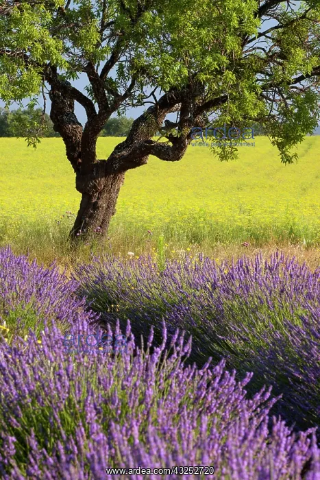 : Lone tree in middle of lavender and mustard : Lone tree in middle of lavender and mustard