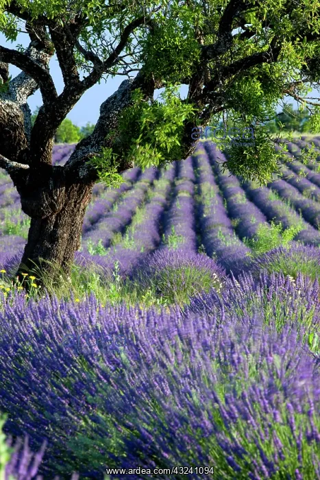 : Lone tree in purple field of lavender along : Lone tree in purple field of lavender along