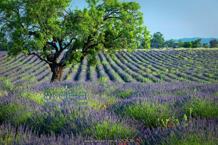 : Lone tree in purple field of lavender along : Lone tree in purple field of lavender along
