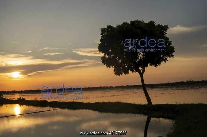 : A lone tree silhouetted against a golden sunset on a lake-Dhaka : A lone tree silhouetted against a golden sunset on a lake-Dhaka