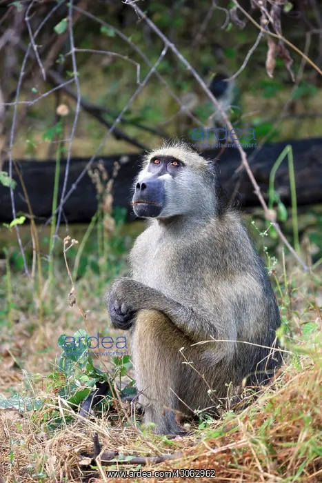 : Lonely Baboon waiting for the family to : Lonely Baboon waiting for the family to