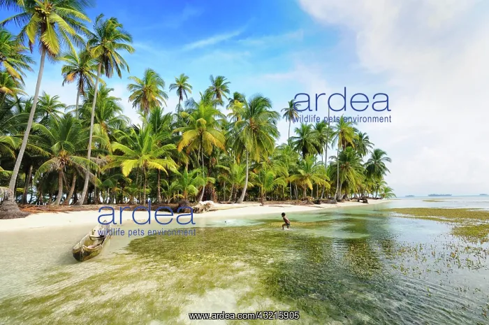 : Lonely beach with palm trees on a tropical island : Lonely beach with palm trees on a tropical island