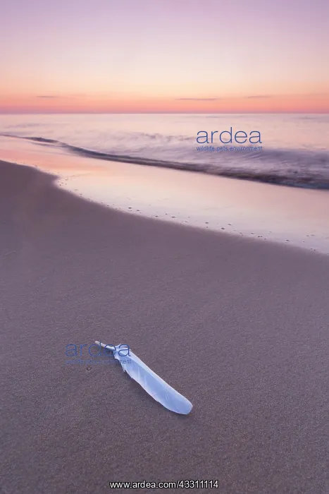 : Lonely feather at the beach of Knaebaeckshusen in : Lonely feather at the beach of Knaebaeckshusen in