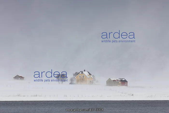 : Lonely houses in snow storm at Limstranden in winter : Lonely houses in snow storm at Limstranden in winter