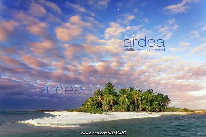 : Lonely Island, Beach with Palms, Clouds, Sunset : Lonely Island, Beach with Palms, Clouds, Sunset