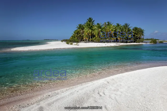 : Lonely Island, Beach with Palms, Tikehau Atoll : Lonely Island, Beach with Palms, Tikehau Atoll