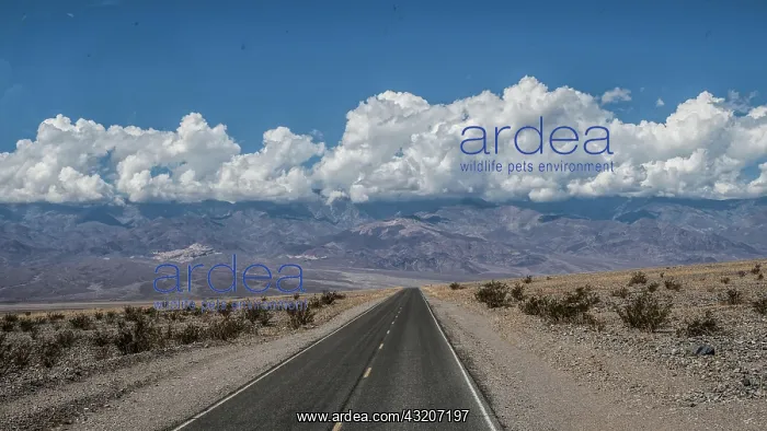 : Lonely long road through desert landscape, Highway : Lonely long road through desert landscape, Highway