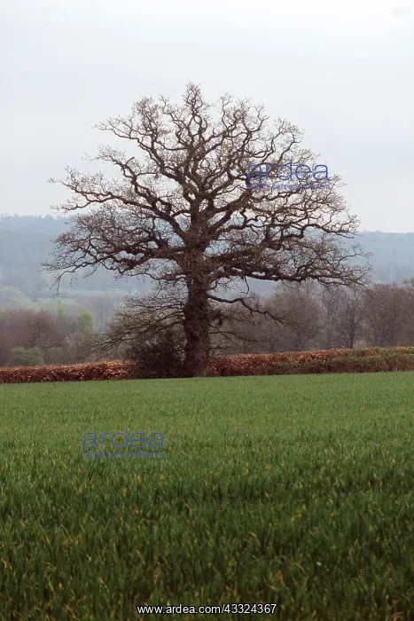  : LONELY OAK