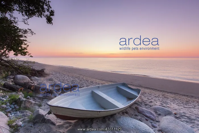 : Lonely rowboat at the beach of Knaebaeckshusen in : Lonely rowboat at the beach of Knaebaeckshusen in