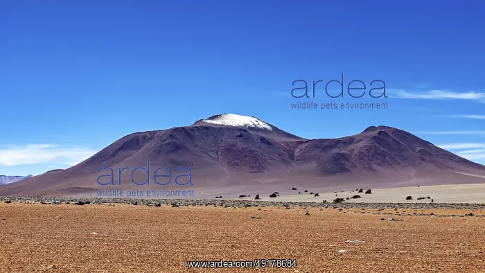 : A lonely, snow-covered mountain rises from a dry : A lonely, snow-covered mountain rises from a dry
