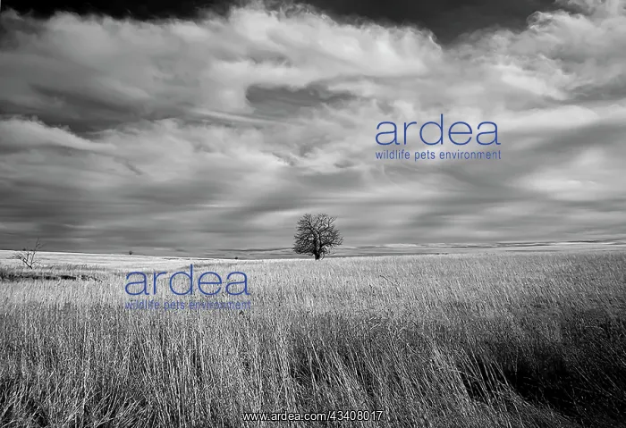 : Lonely tree in the Kansas Flint Hills : Lonely tree in the Kansas Flint Hills
