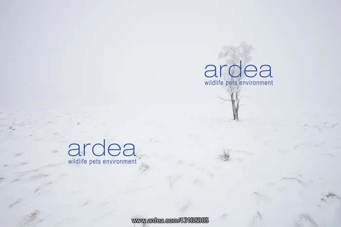 : Lonely tree in snowy landscape, Belgium, LiA ge : Lonely tree in snowy landscape, Belgium, LiA ge