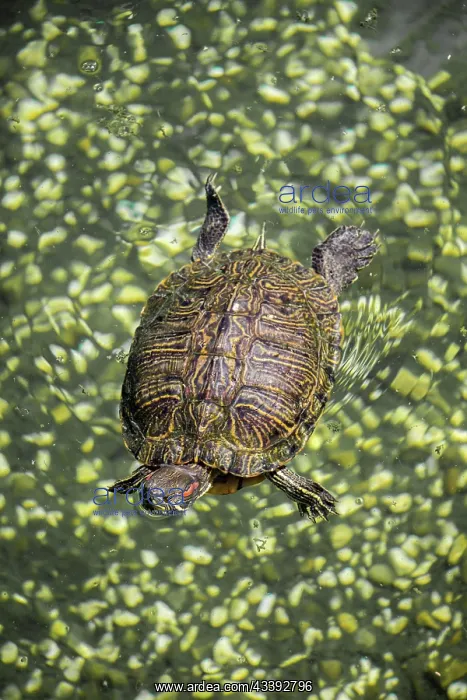 : Lonely turtle found by the lake : Lonely turtle found by the lake