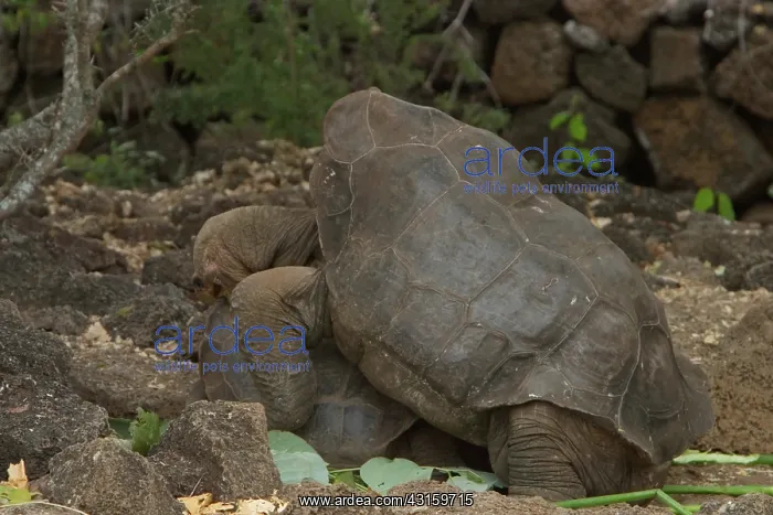 : Lonesome George copulating : Lonesome George copulating