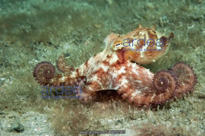: Long Arm Octopus : Long Arm Octopus