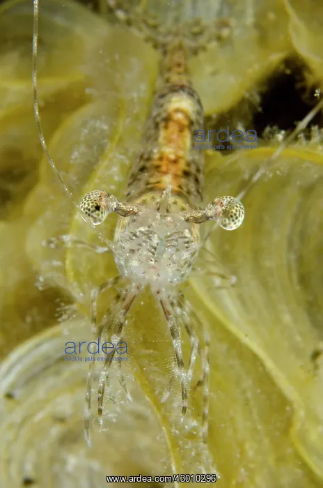 : Long Arm Prawn Wainilu dive site, Rinca Island : Long Arm Prawn Wainilu dive site, Rinca Island