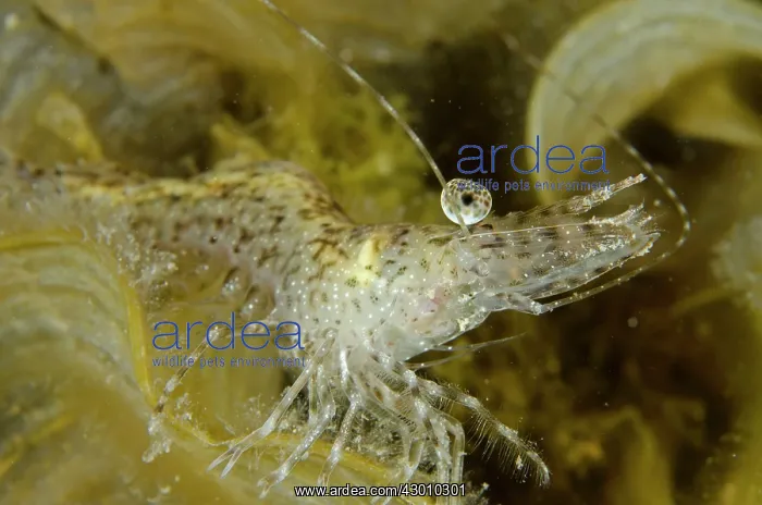 : Long Arm Prawn Wainilu dive site, Rinca Island : Long Arm Prawn Wainilu dive site, Rinca Island