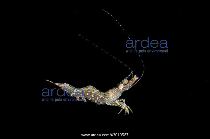 : Long Arm Prawn in water column on night dive TK1 : Long Arm Prawn in water column on night dive TK1
