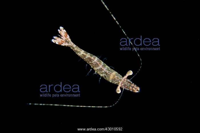 : Long Arm Prawn in water column on night dive TK1 : Long Arm Prawn in water column on night dive TK1