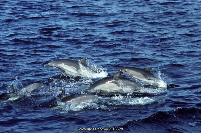 : Long-beaked common dolphin : Long-beaked common dolphin