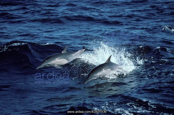 : Long-beaked common dolphin : Long-beaked common dolphin